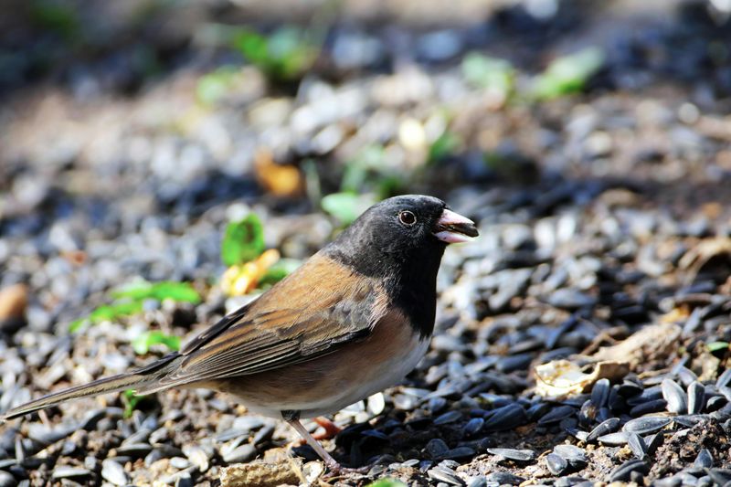 Birds Spread Seeds Everywhere Birds Spread Seeds Everywhere