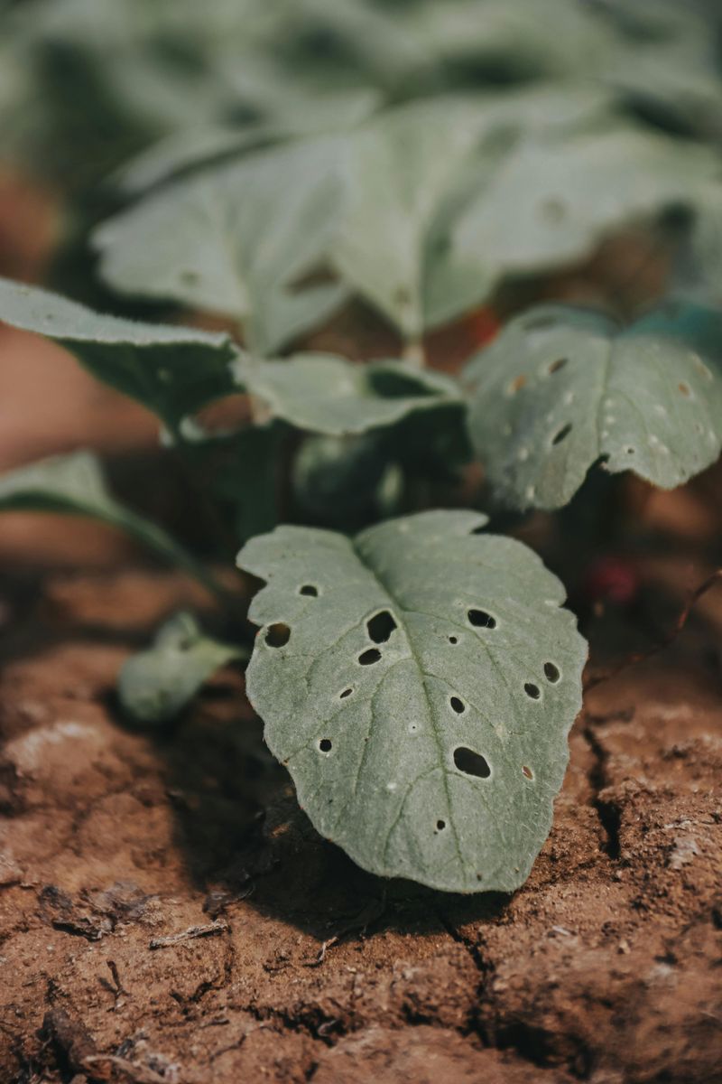 Bite Marks On Young Seedlings And Transplants