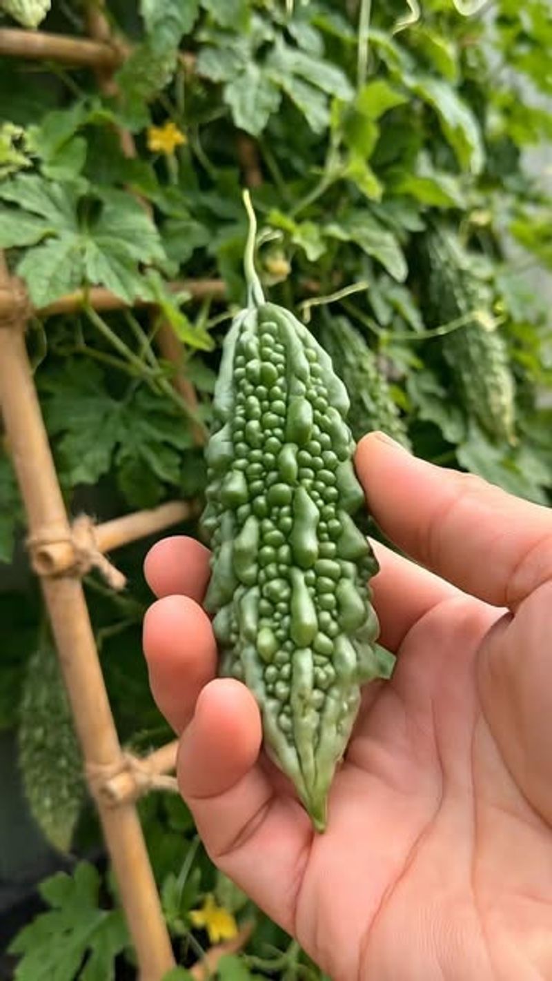 Bitter Melon