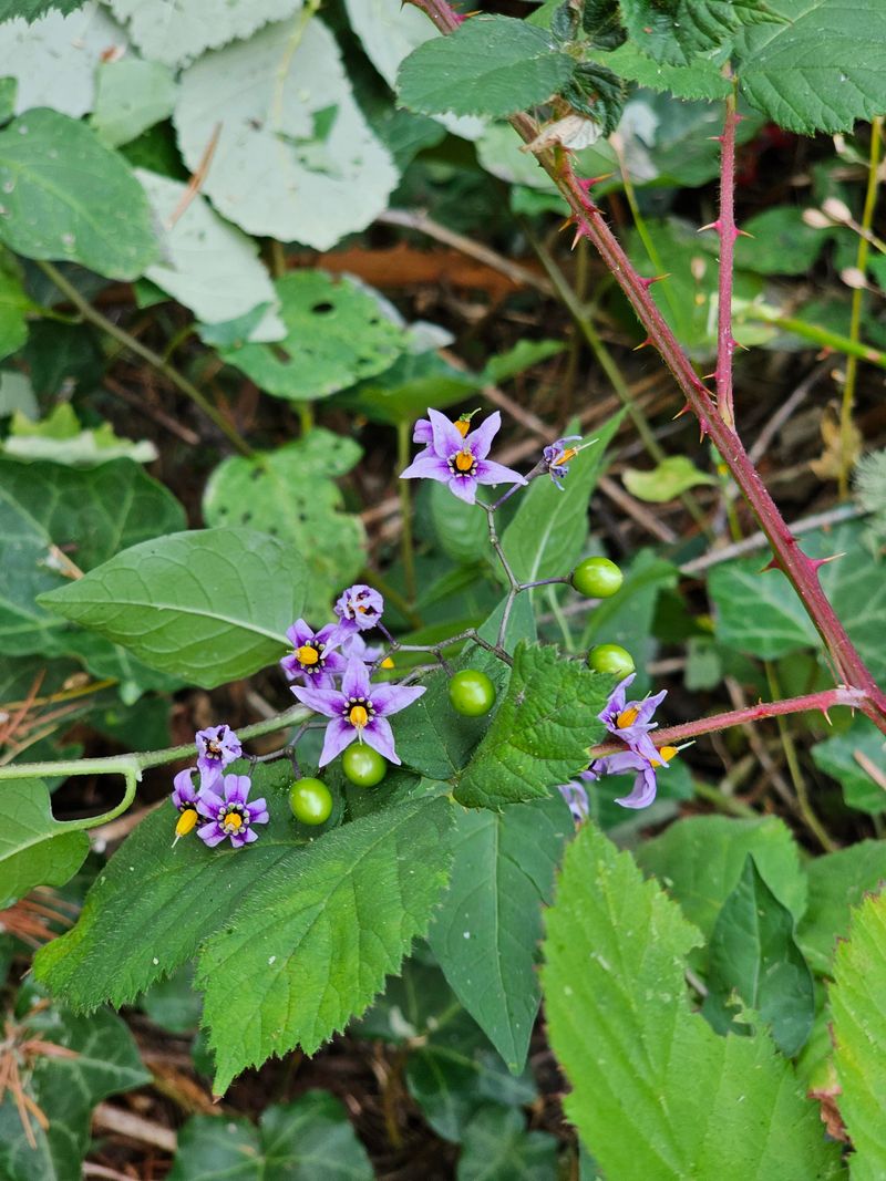 Bittersweet Nightshade Sneaks Through Damp Edges Bittersweet Nightshade Sneaks Through Damp Edges