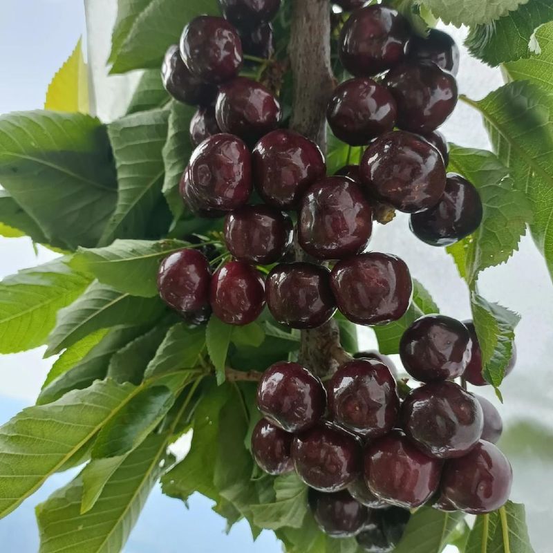 Black Cherry Trees Make Yards More Appealing To Bluebirds