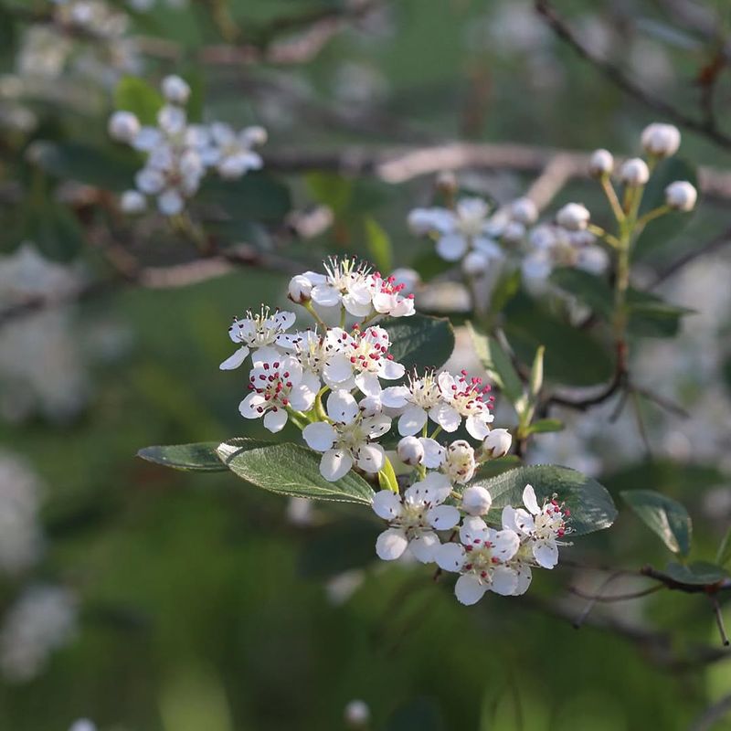 Black Chokeberry