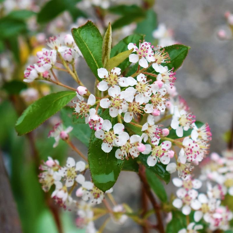 Black Chokeberry