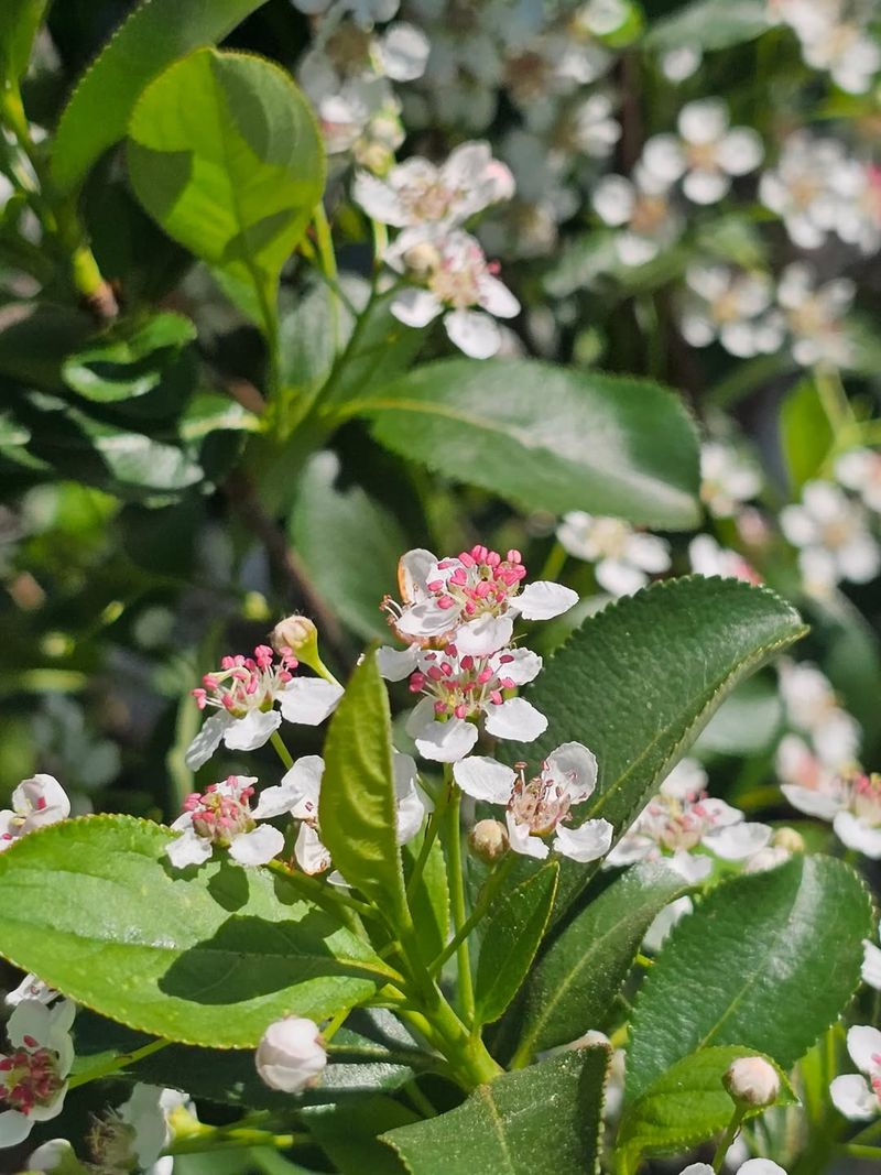 Black Chokeberry 
