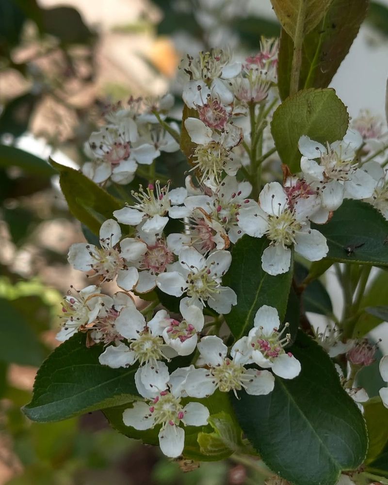 Black Chokeberry (Aronia melanocarpa) Black Chokeberry (Aronia melanocarpa)