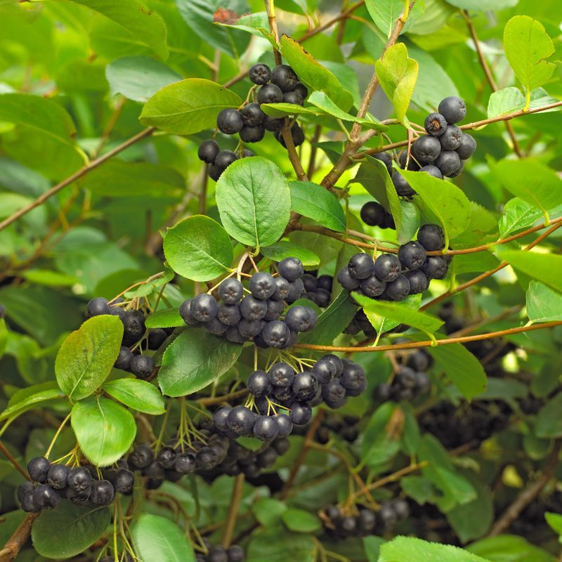 Black Chokeberry Brings Beauty Beyond Bloom Time