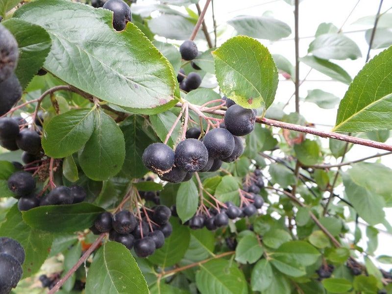 Black Chokeberry Brings Multi-Season Interest Black Chokeberry Brings Multi-Season Interest