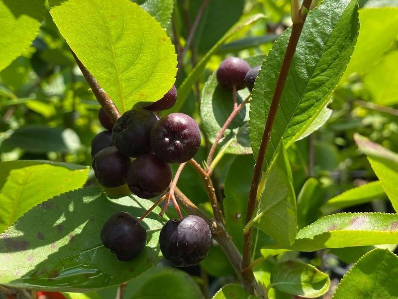 Black Chokeberry