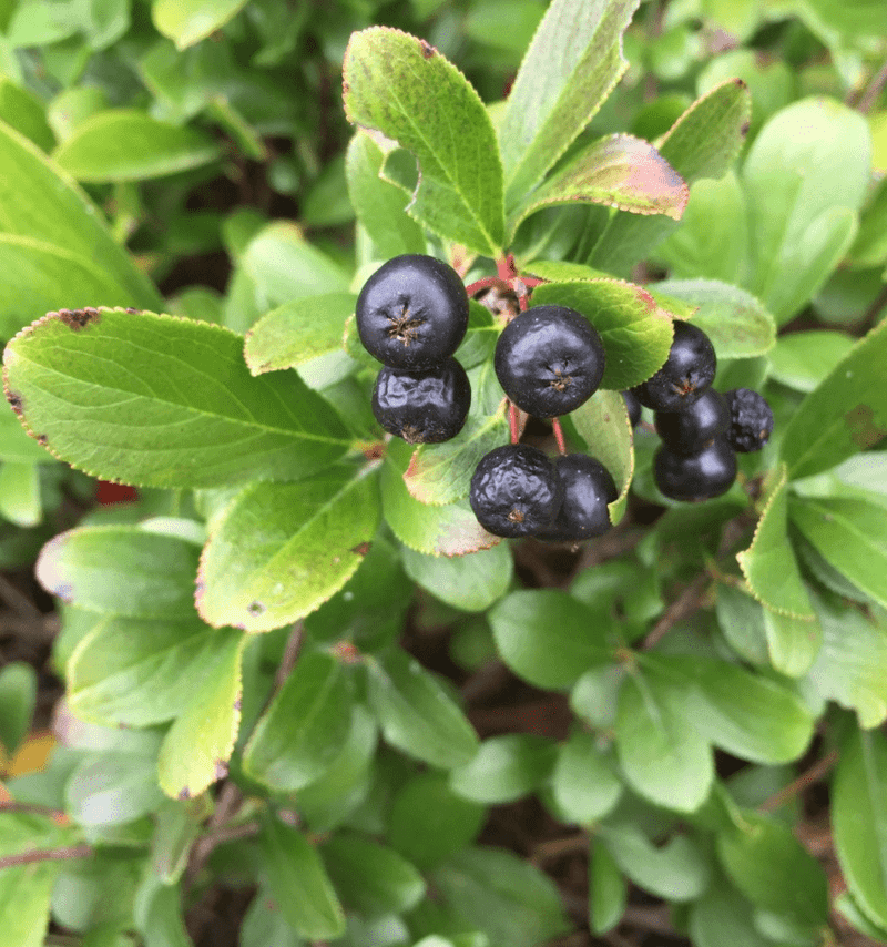 Black Chokeberry Black Chokeberry