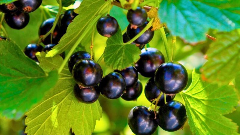 Black Currant Fits Smaller Edible Hedge Spaces