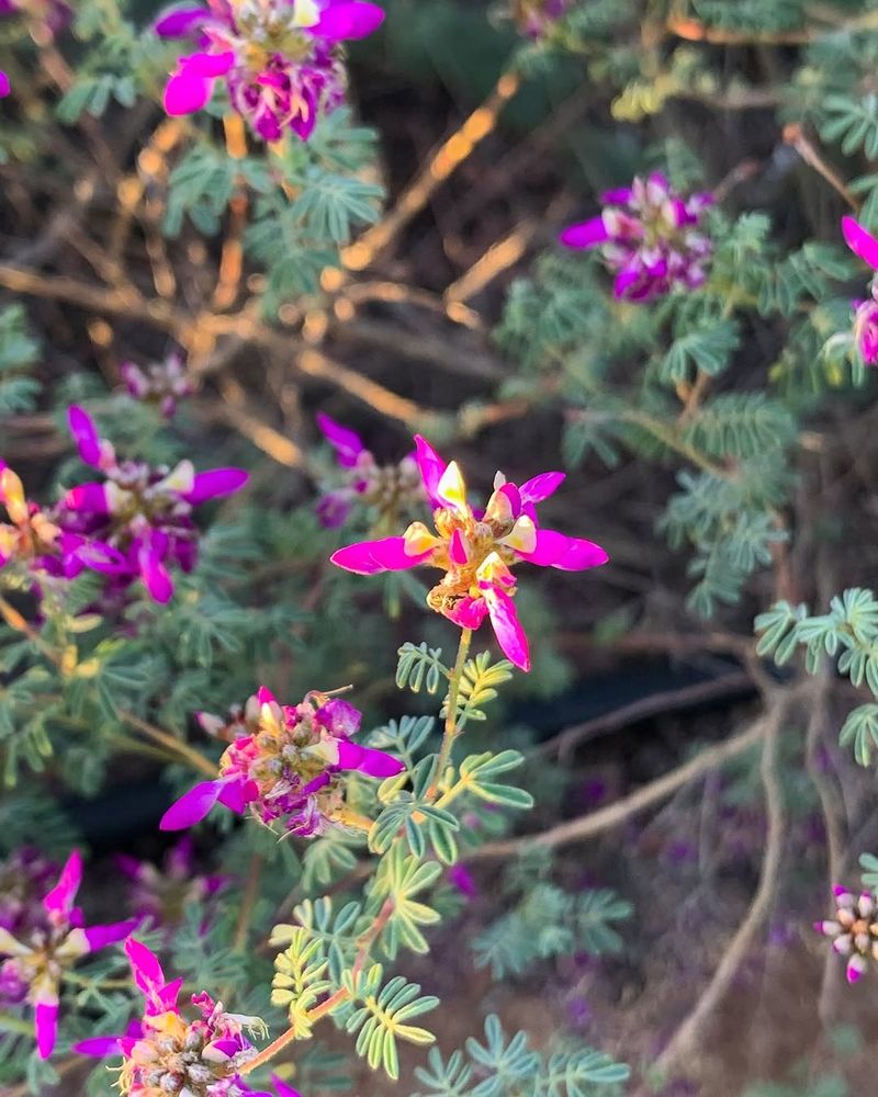 Black Dalea Tolerates Blazing Conditions Once Established Black Dalea Tolerates Blazing Conditions Once Established
