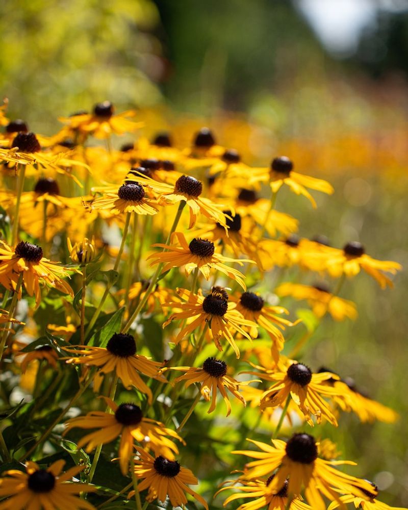 Black-Eyed Susan