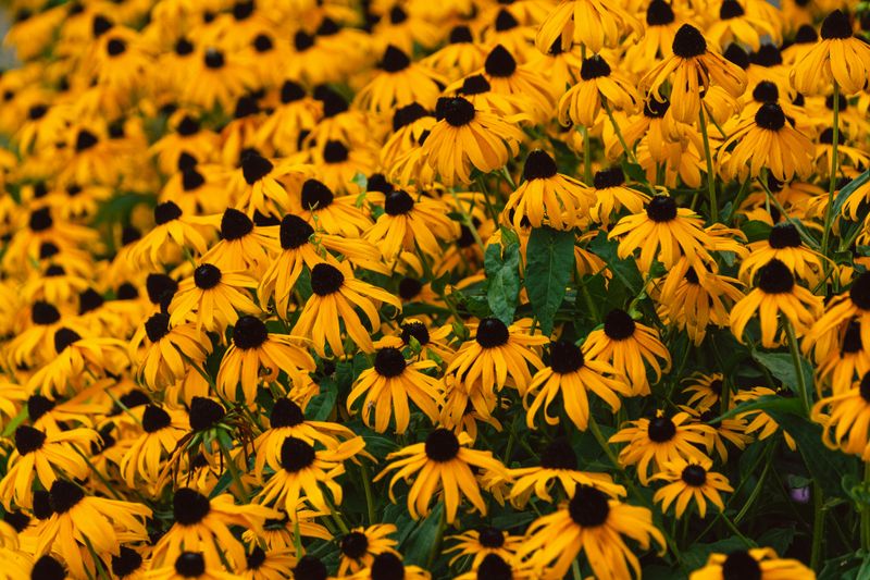 Black-Eyed Susan