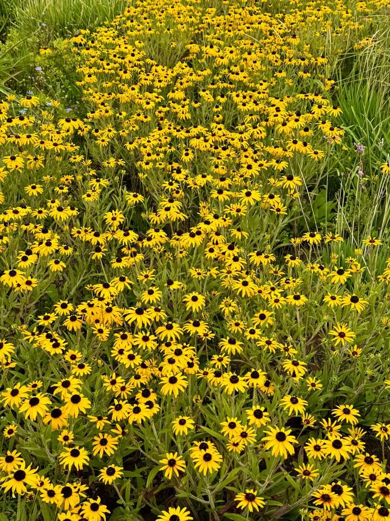 Black-Eyed Susan Black-Eyed Susan