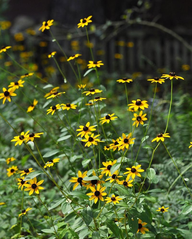 Black-Eyed Susan