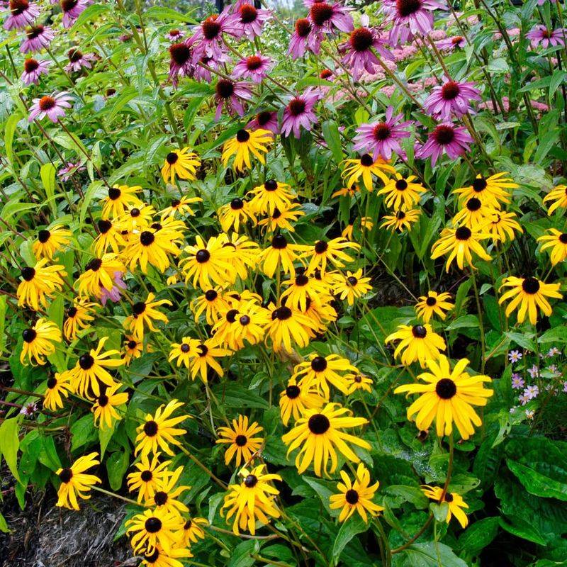 Black-Eyed Susan