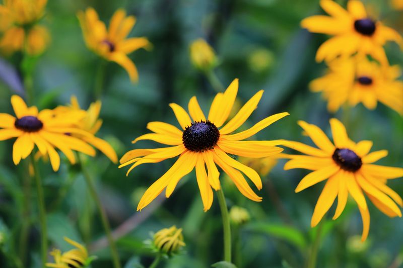 Black-Eyed Susan