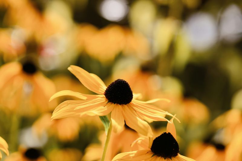 Black Eyed Susan
