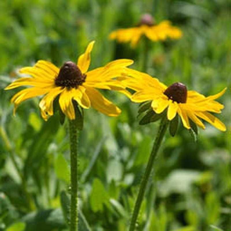 Black-Eyed Susan