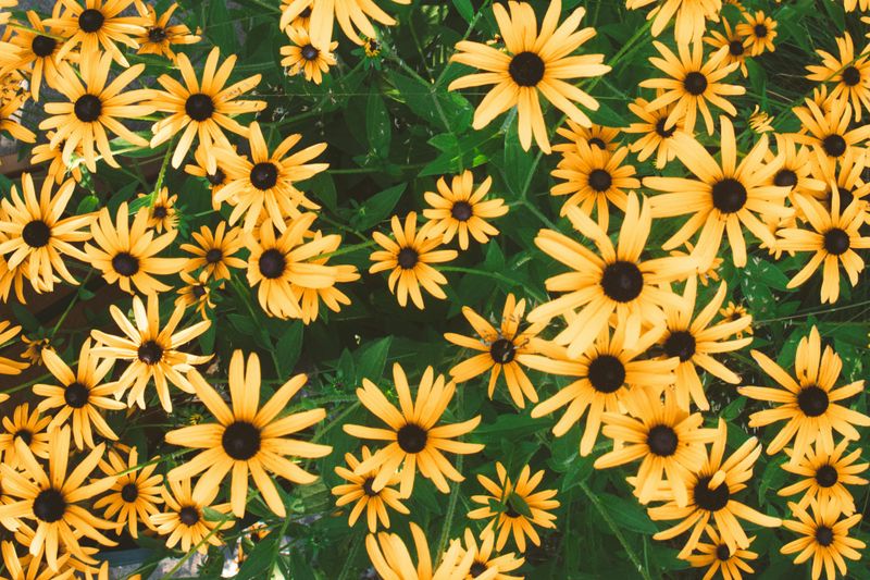 Black-Eyed Susan
