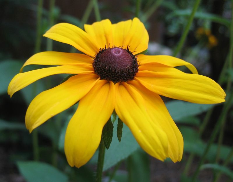 Black Eyed Susan Adds Bright Summer Blooms Black Eyed Susan Adds Bright Summer Blooms