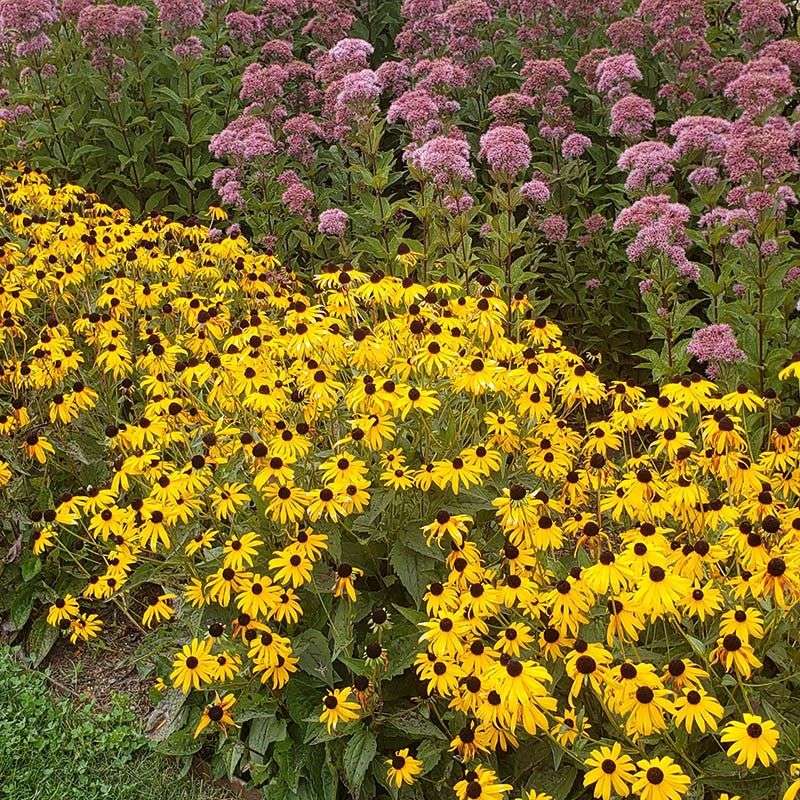Black Eyed Susan And Joe Pye Weed Make Summer Color Feel Effortless