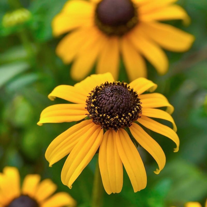 Black-Eyed Susan Blooms Through Summer And Fall