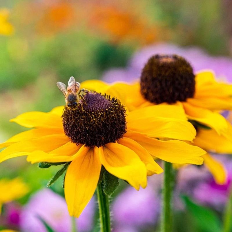 Black-Eyed Susan Brings Bold Native Color