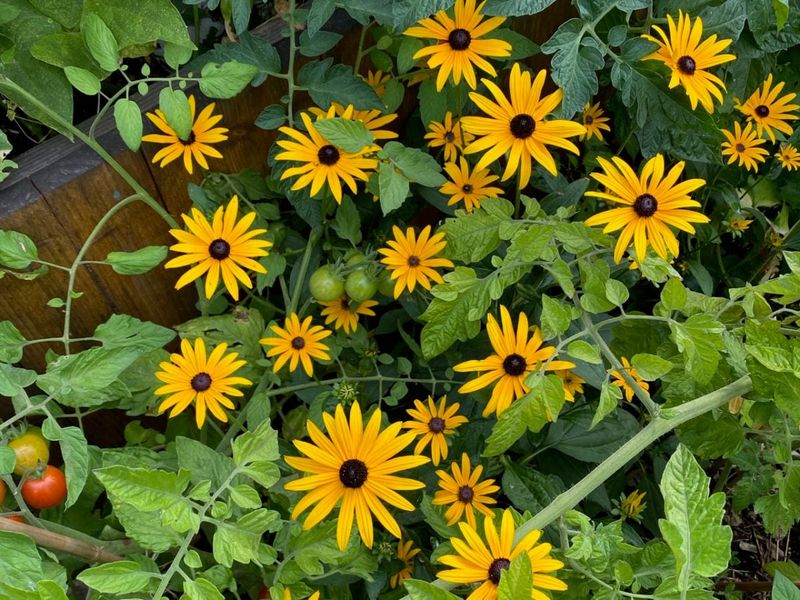 Black-Eyed Susan Clumps Can Be Split As Spring Growth Begins