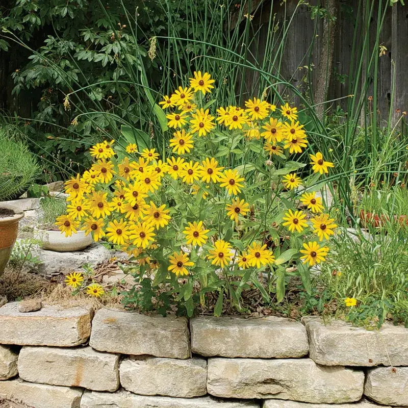 Black-Eyed Susan Creates Golden Color That Thrives In Sun And Heat