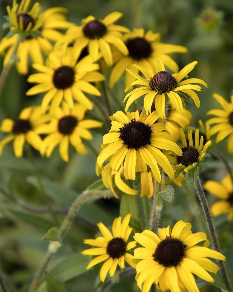 Black Eyed Susan Handles Hot Sunny Conditions Easily Black Eyed Susan Handles Hot Sunny Conditions Easily
