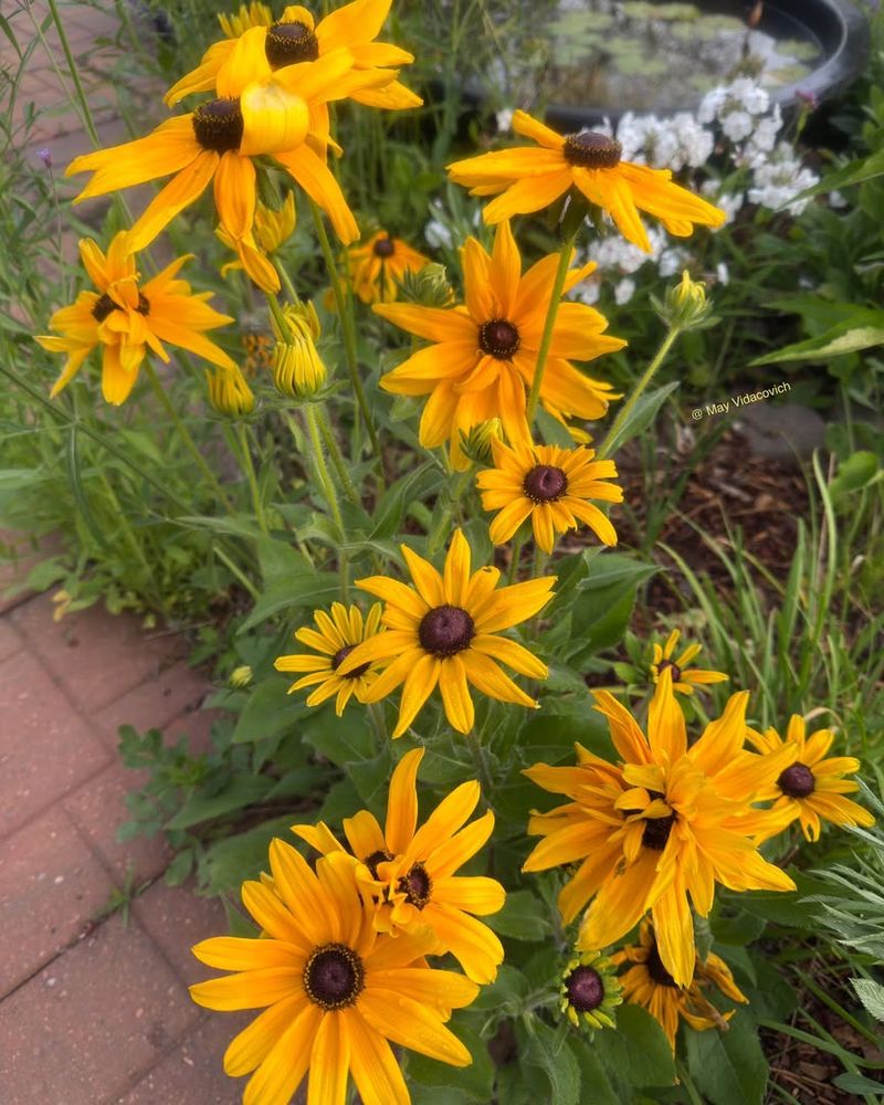 Black-Eyed Susan Keeps Blooming In Red Dirt