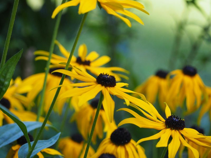 Black-Eyed Susan (Rudbeckia Hirta)
