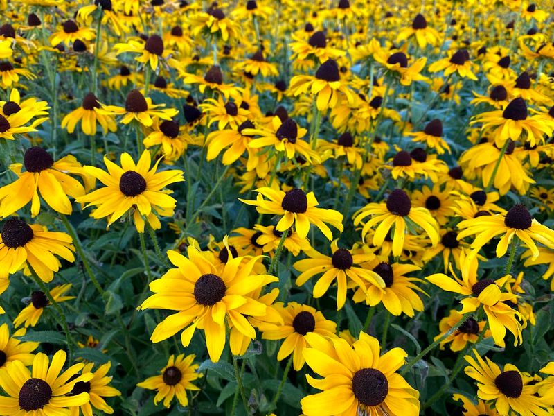 Black-Eyed Susan (Rudbeckia hirta)