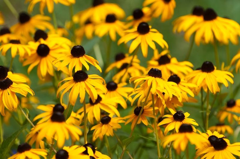 Black Eyed Susan Supports Bees In Warm Weather
