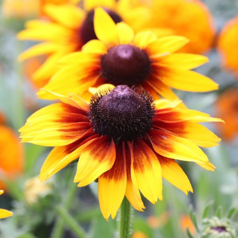 Black Eyed Susan Turns Heat Into Cheerful Blooms