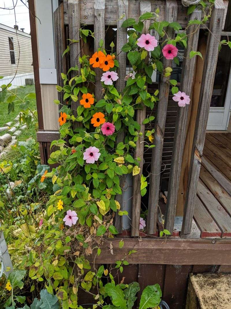 Black Eyed Susan Vine Black Eyed Susan Vine
