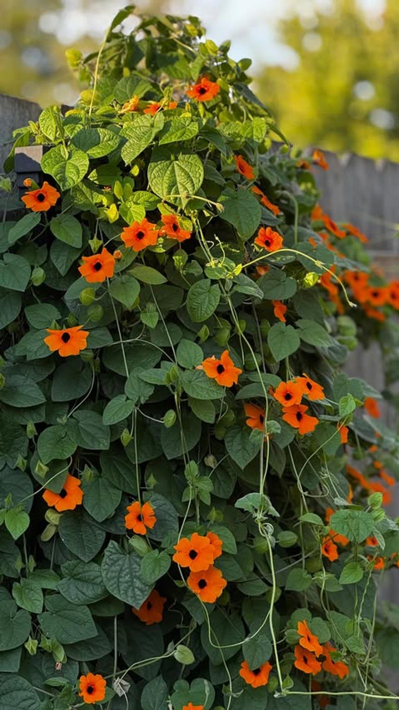 Black-Eyed Susan Vine