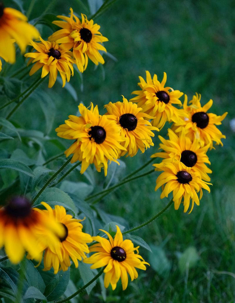 Black-Eyed Susan