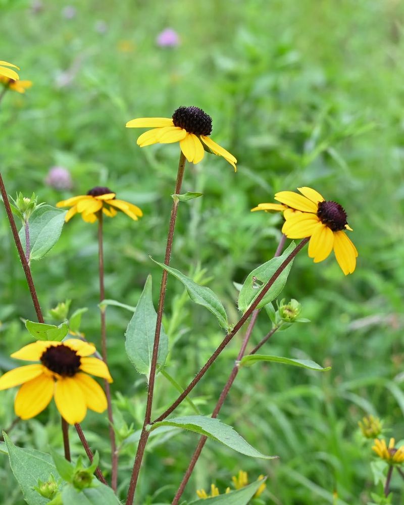 Black-Eyed Susans Add Late-Season Seed Sources