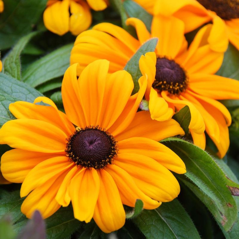 Black-Eyed Susans Handle Heat Once Their Roots Settle