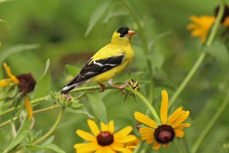 Black-Eyed Susans Keep Seed Heads Busy In Summer Black-Eyed Susans Keep Seed Heads Busy In Summer