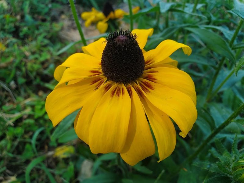 Black-Eyed Susans Make Weedy Spots Look Intentional