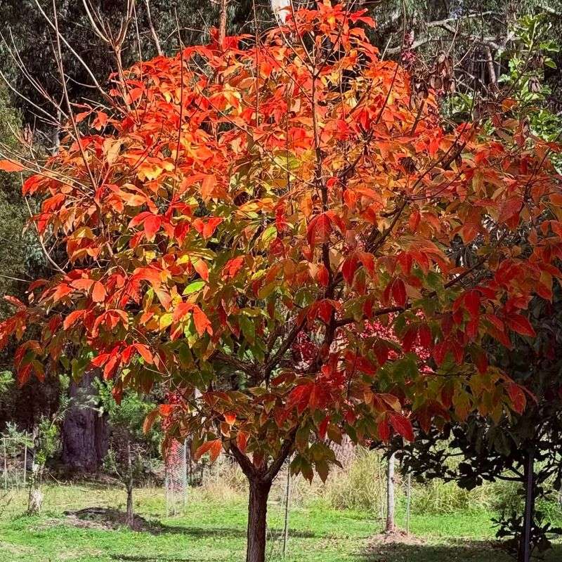 Black Gum Brings Glossy Leaves And Fall Color