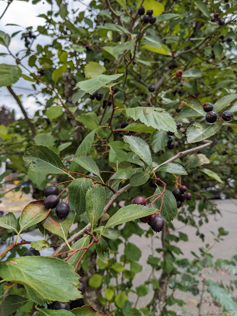 Black Hawthorn