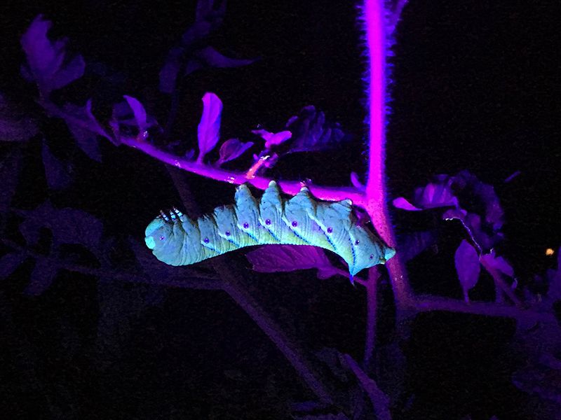 Black Light Can Help You Find Them At Night