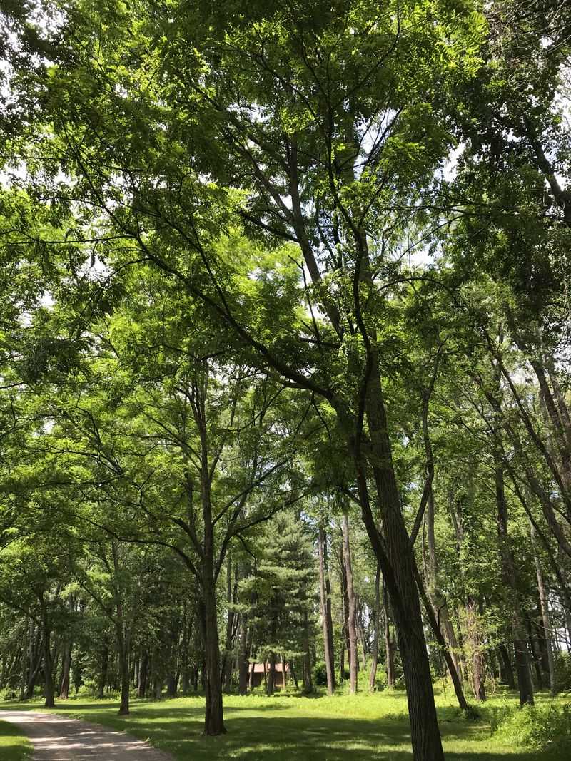 Black Locust Gets Less Caution Than It Should