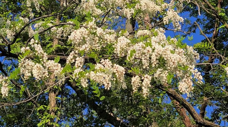 Black Locust Is More Common In Pennsylvania Than Many Think