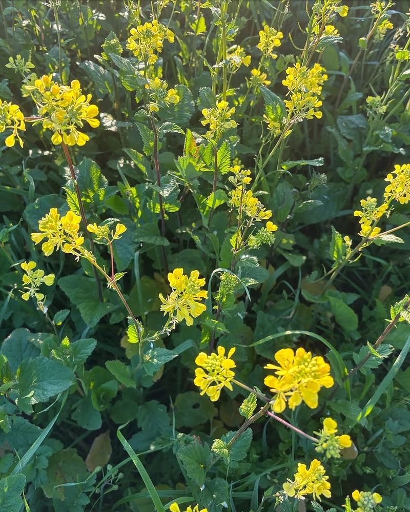 Black Mustard