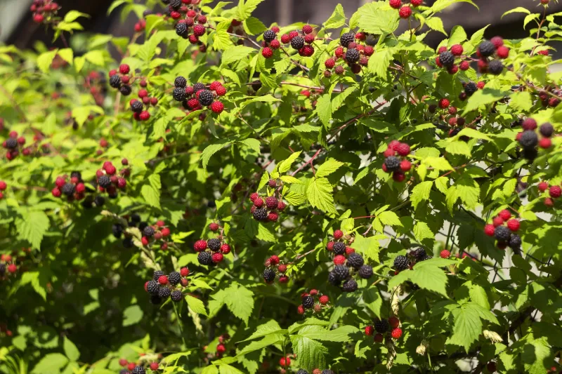 Black Raspberry Brings Sweet Berries To Rough Fence Lines